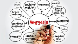 Diagram of the amygdala's role in brain functions and emotions