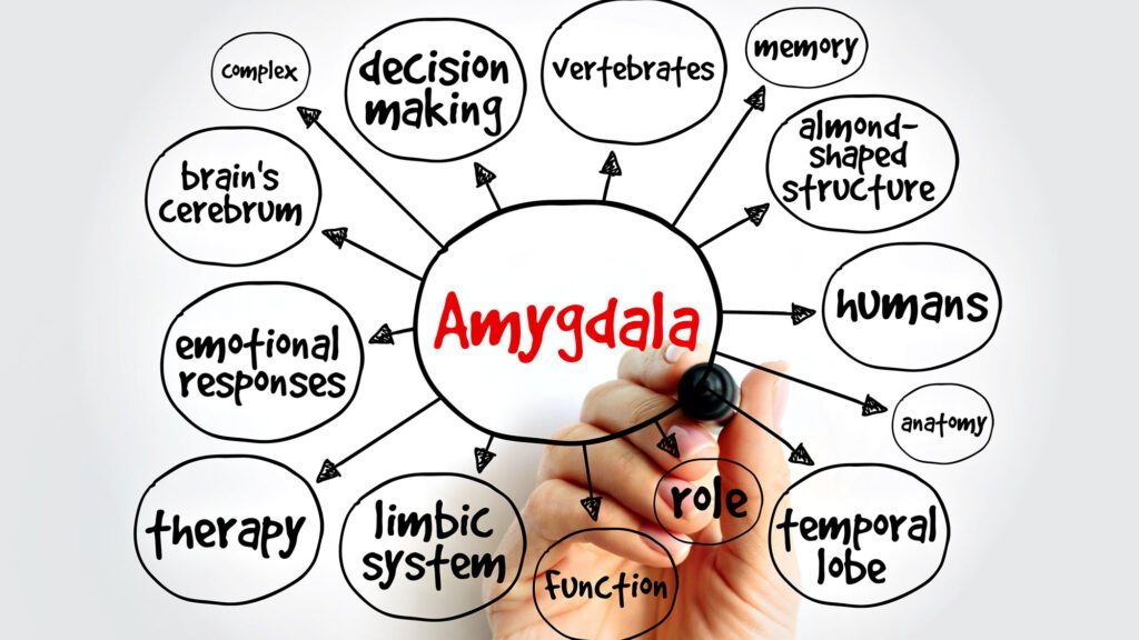 Diagram illustrating the amygdala's role in emotional and cognitive functions